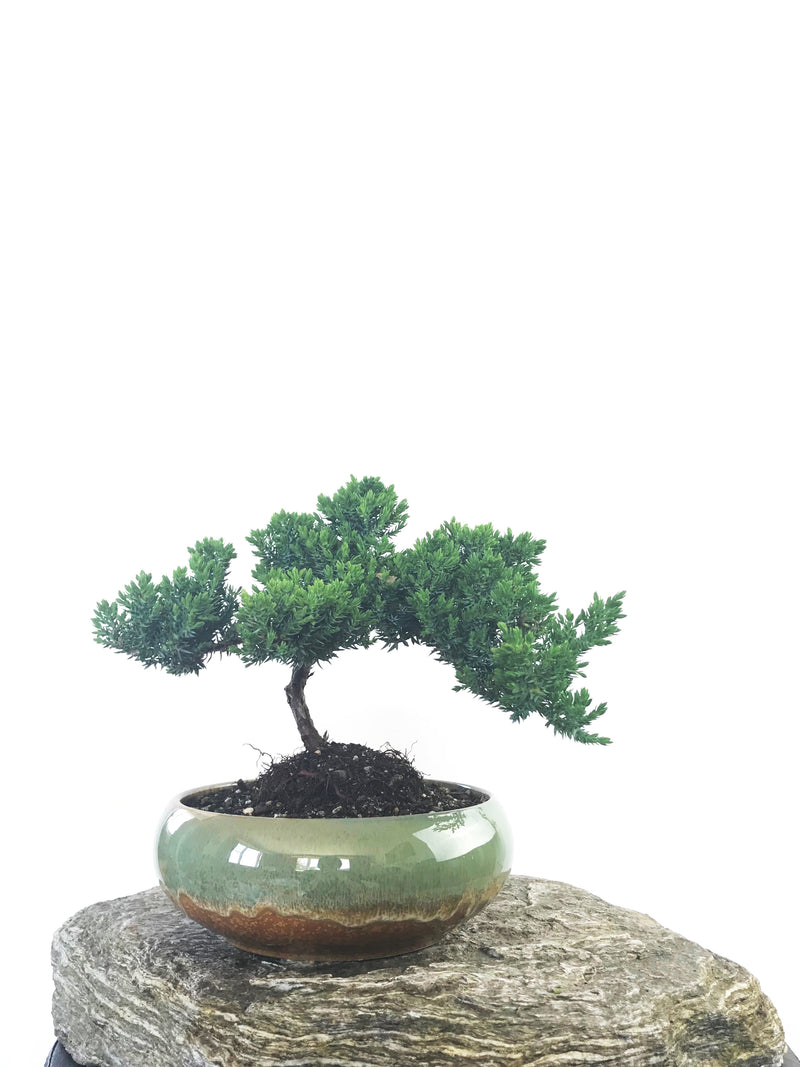 JAPANESE JUNIPER (JP1809237) - MiniGardens NZ