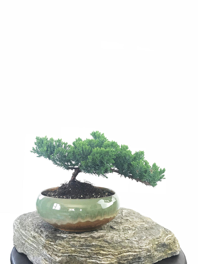 JAPANESE JUNIPER (JP1809238) - MiniGardens NZ