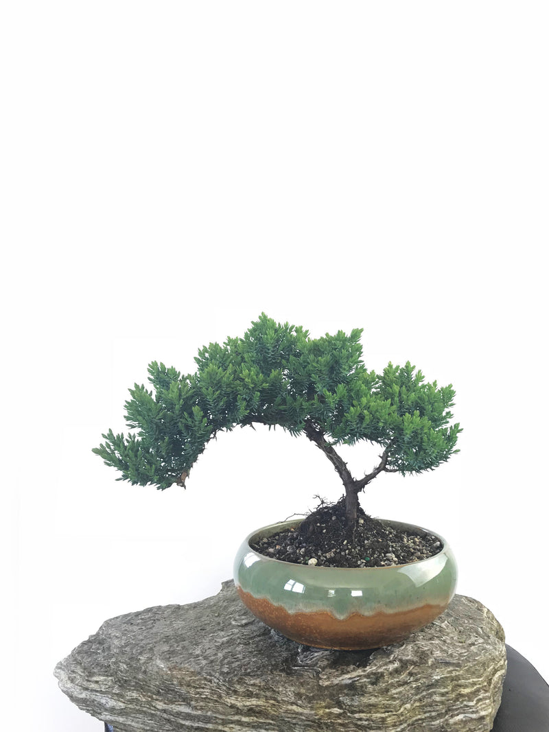 JAPANESE JUNIPER (JP1809242) - MiniGardens NZ