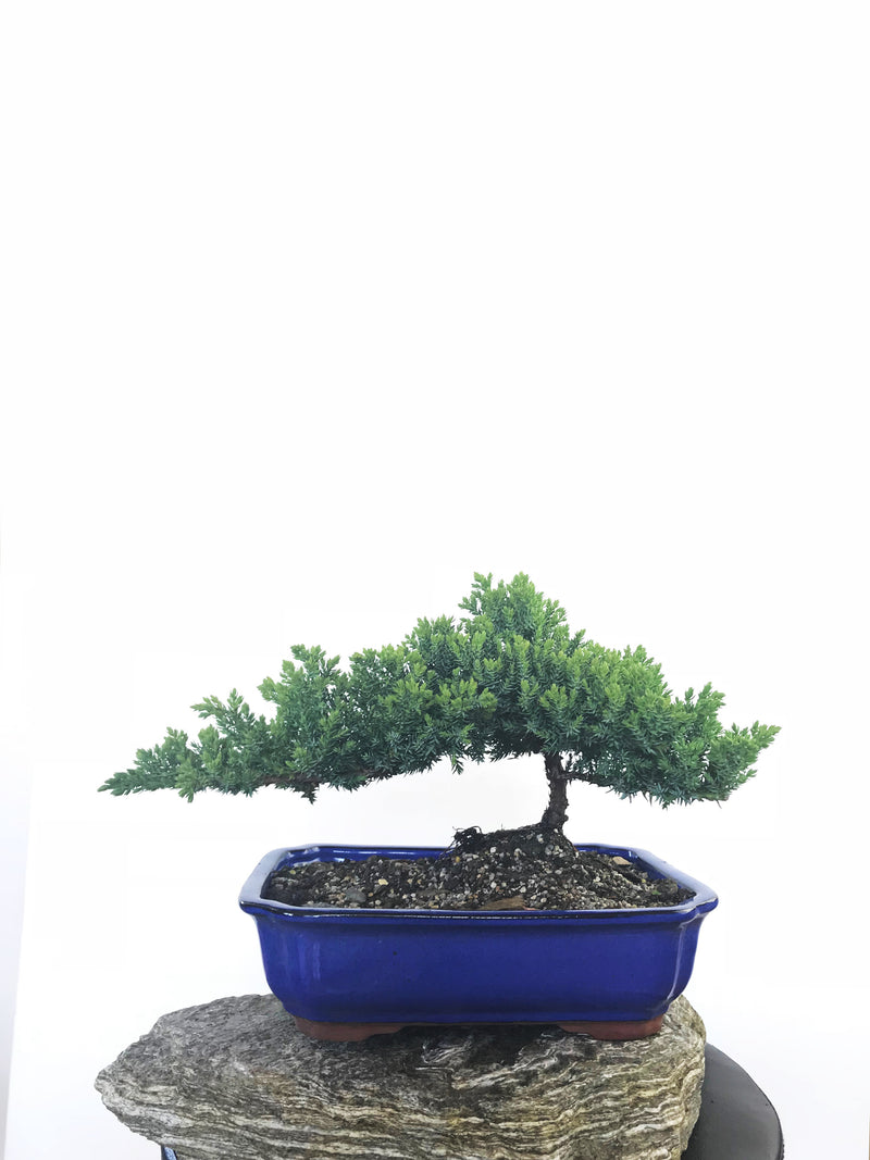 JAPANESE JUNIPER (JP1809243) - MiniGardens NZ