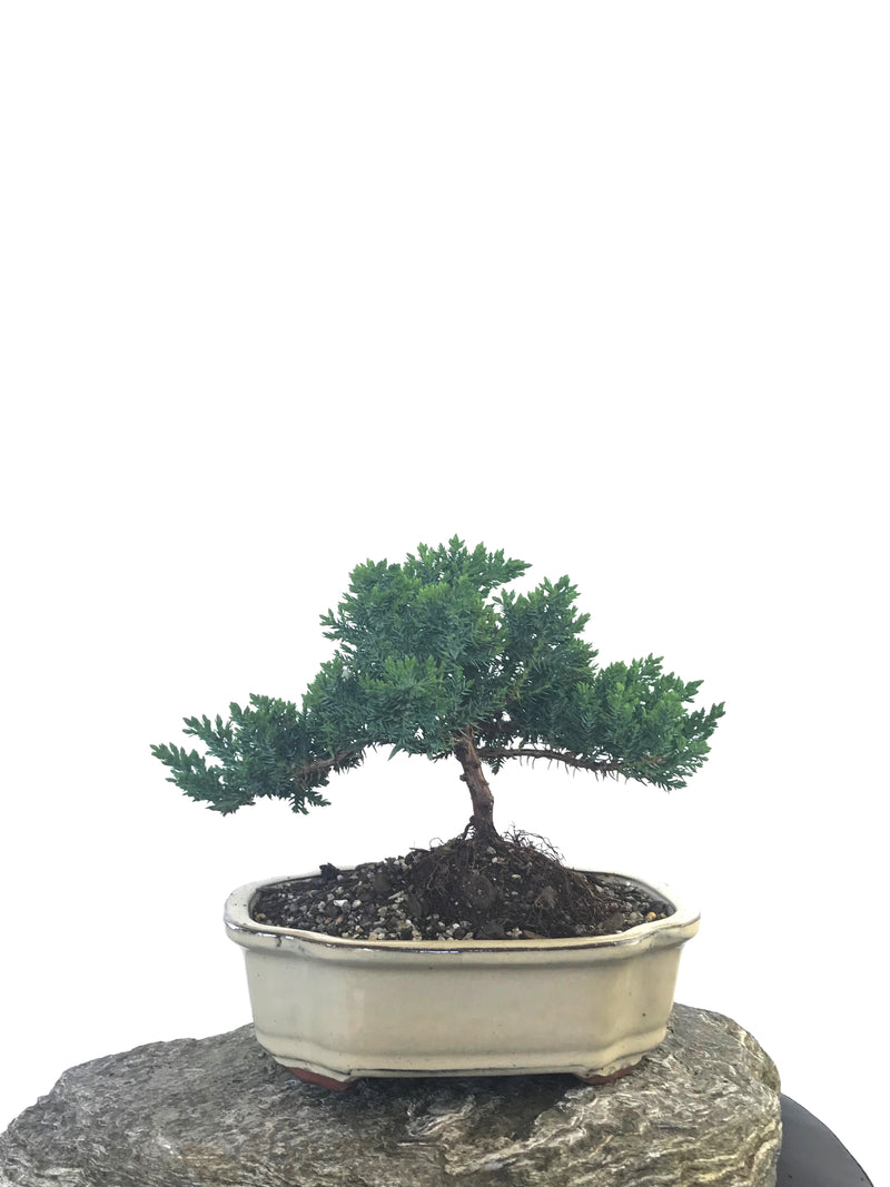 JAPANESE JUNIPER (JP1809244) - MiniGardens NZ