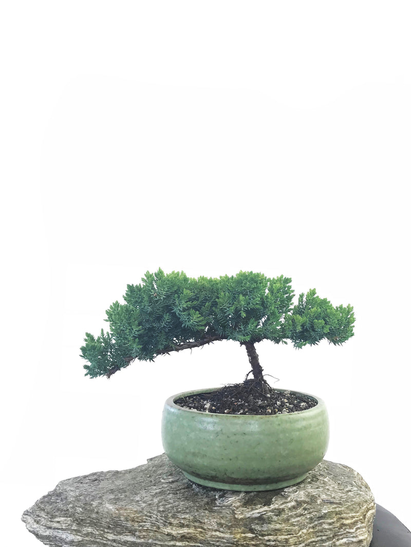 JAPANESE JUNIPER (JP1809245) - MiniGardens NZ