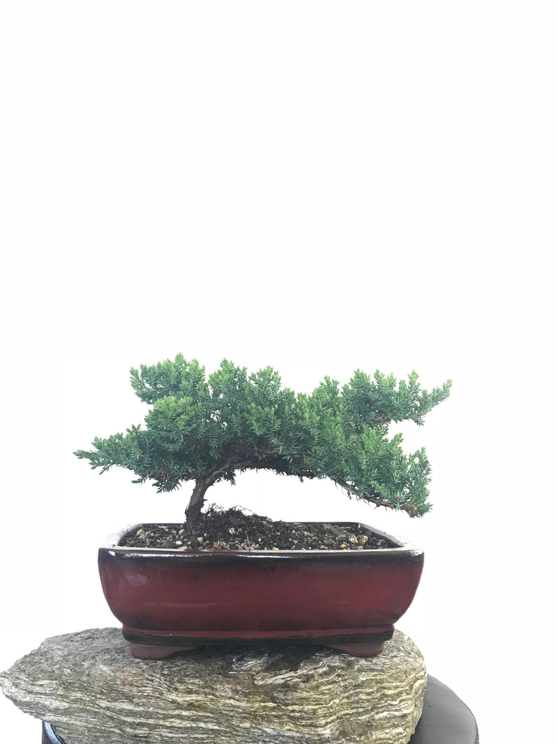 JAPANESE JUNIPER (JP1809246) - MiniGardens NZ