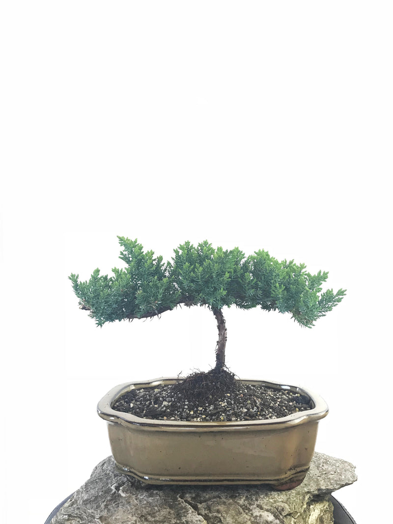 JAPANESE JUNIPER (JP1809247) - MiniGardens NZ