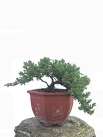 JAPANESE JUNIPER (JP1809248) - MiniGardens NZ