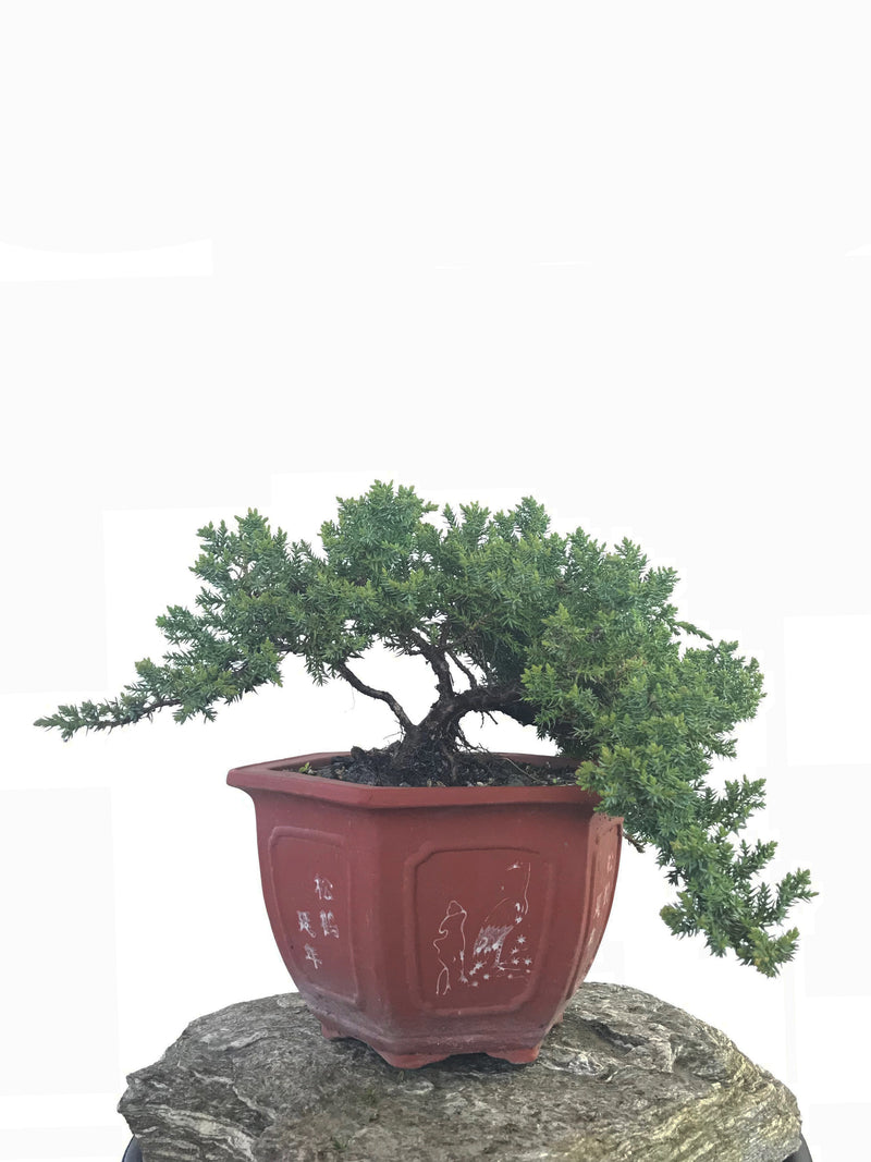 JAPANESE JUNIPER (JP1809248) - MiniGardens NZ