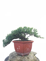 JAPANESE JUNIPER (JP1809248) - MiniGardens NZ