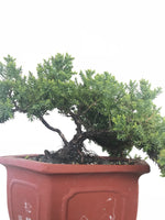 JAPANESE JUNIPER (JP1809248) - MiniGardens NZ