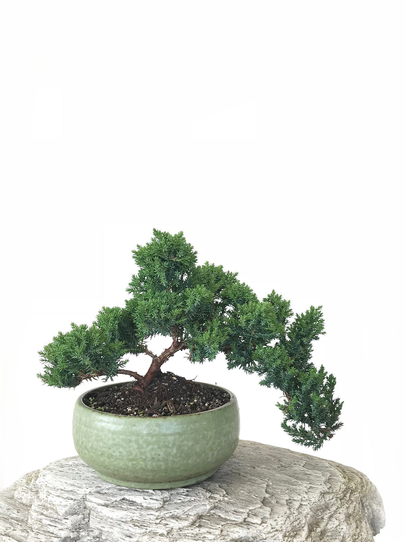 JAPANESE JUNIPER (JP1809249) - MiniGardens NZ