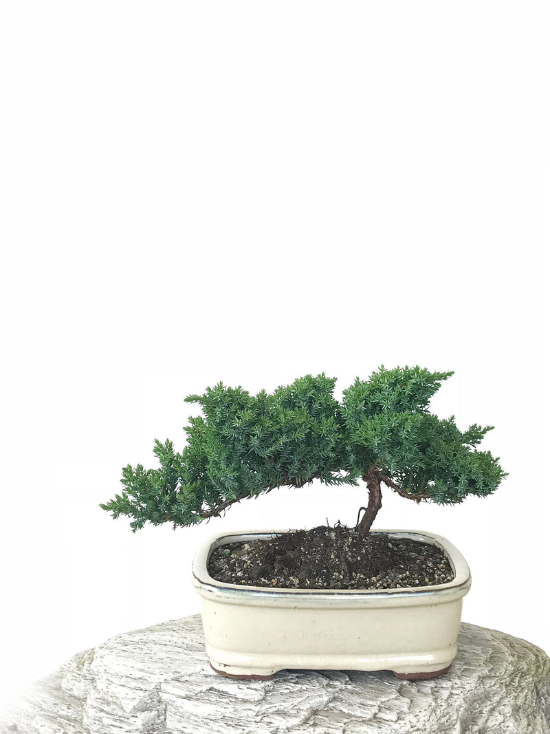 JAPANESE JUNIPER (JP1809250) - MiniGardens NZ