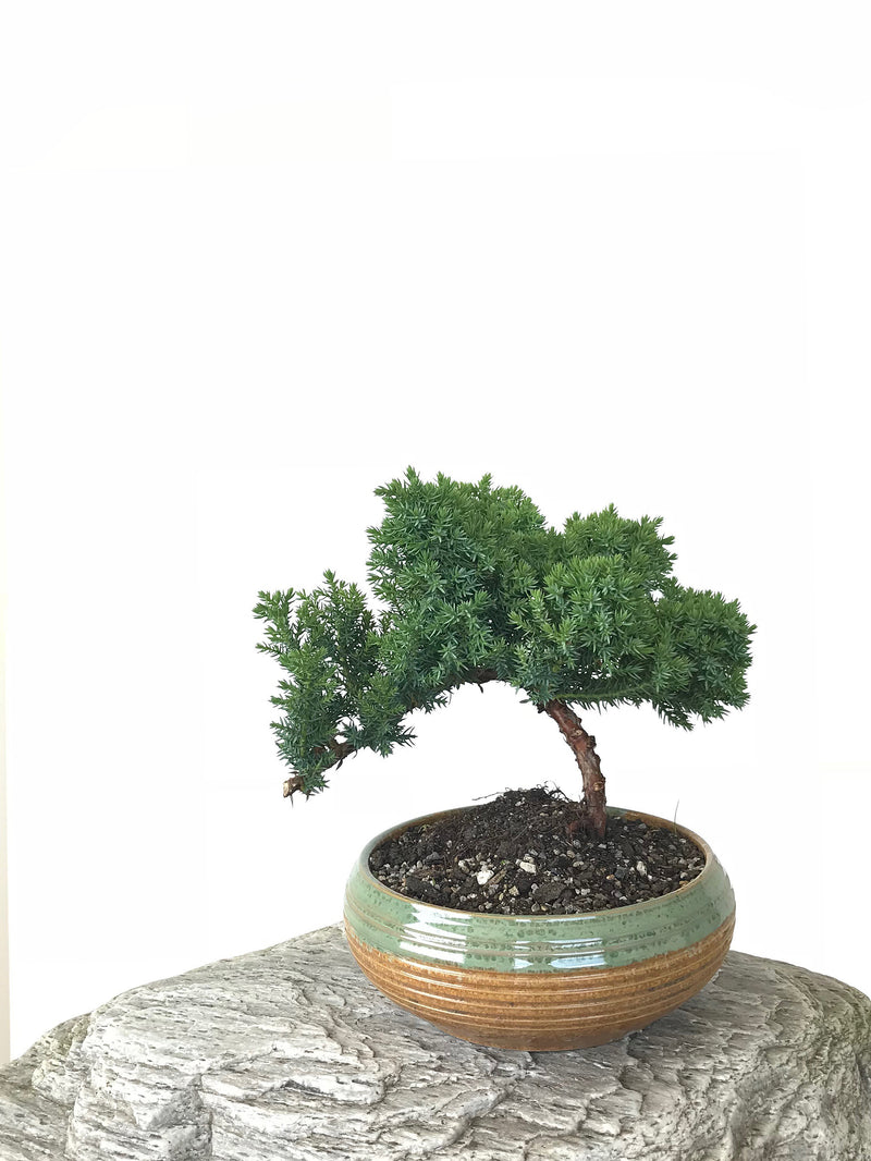 JAPANESE JUNIPER (JP1809251) - MiniGardens NZ