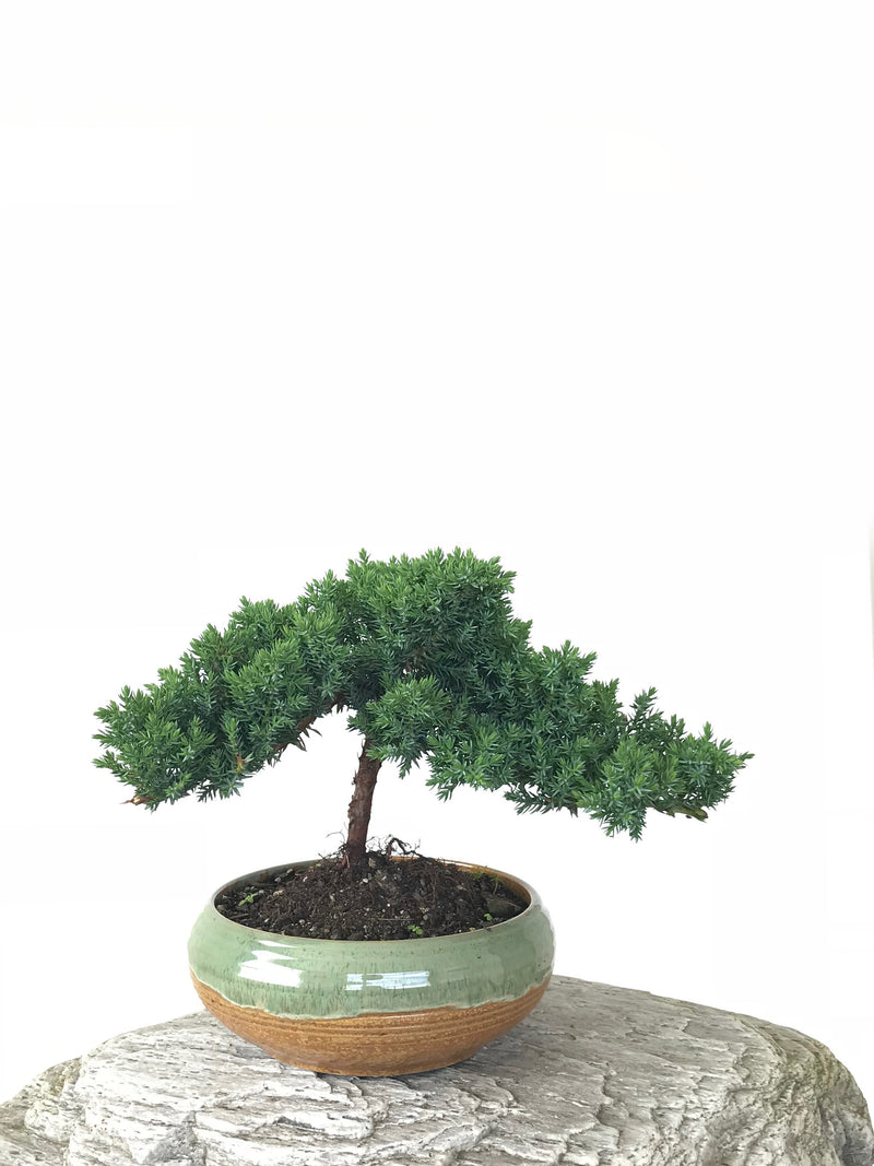 JAPANESE JUNIPER (JP1809252) - MiniGardens NZ