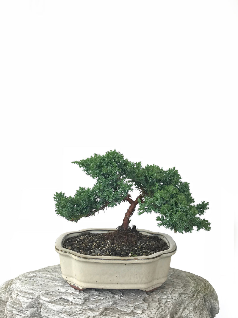 JAPANESE JUNIPER (JP1809254) - MiniGardens NZ