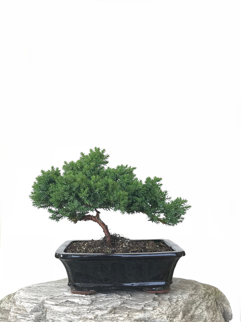JAPANESE JUNIPER (JP1809255) - MiniGardens NZ