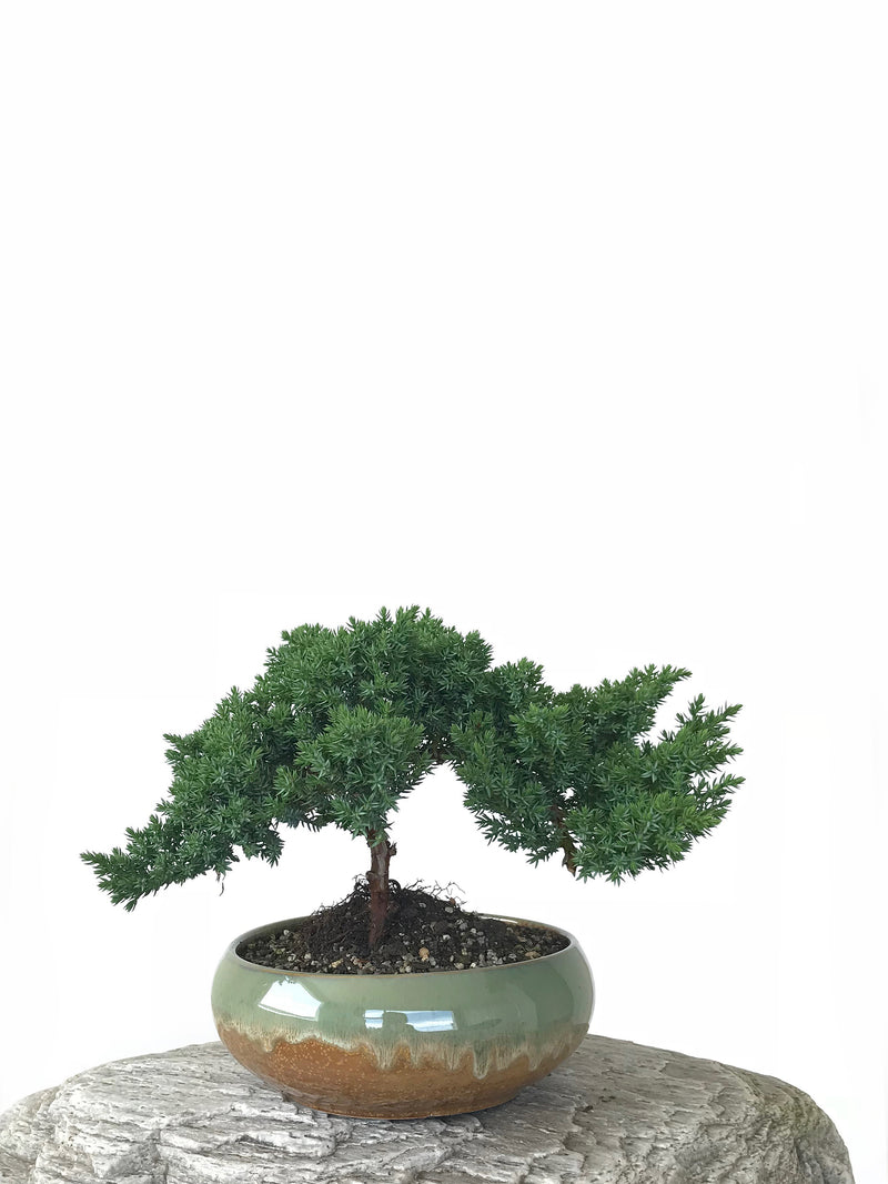 JAPANESE JUNIPER (JP1809257) - MiniGardens NZ