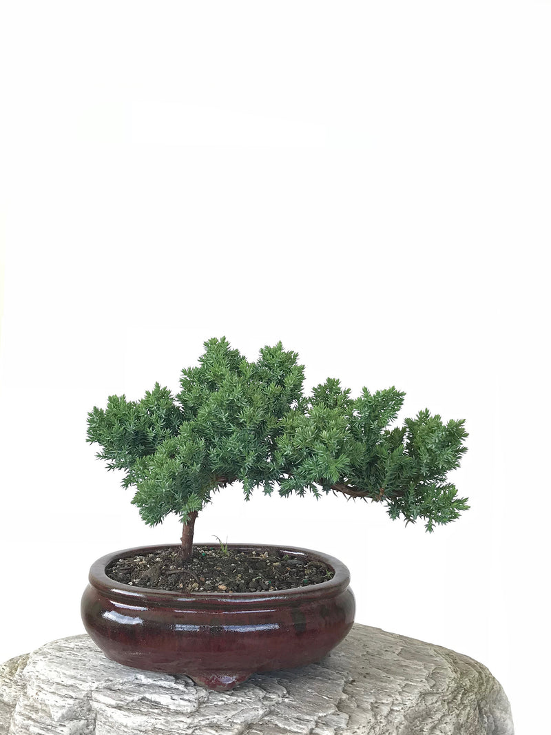 JAPANESE JUNIPER (JP1809259) - MiniGardens NZ