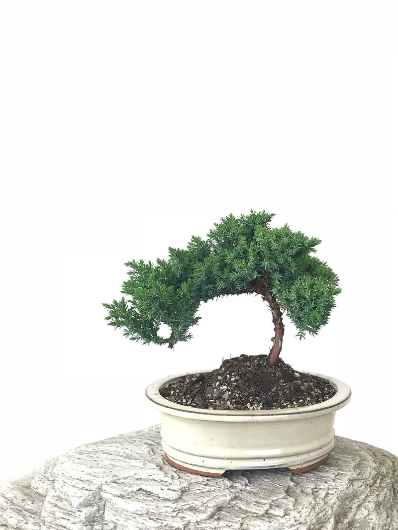 JAPANESE JUNIPER (JP1809260) - MiniGardens NZ