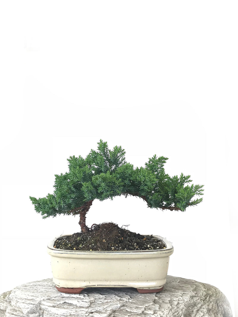 JAPANESE JUNIPER (JP1809262) - MiniGardens NZ
