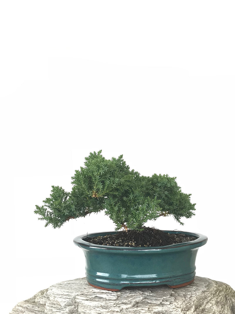 JAPANESE JUNIPER (JP1809264) - MiniGardens NZ