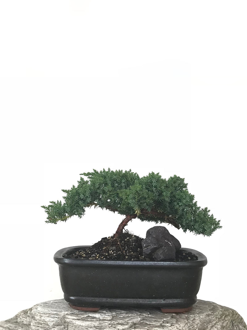 JAPANESE JUNIPER (JP1809265) - MiniGardens NZ