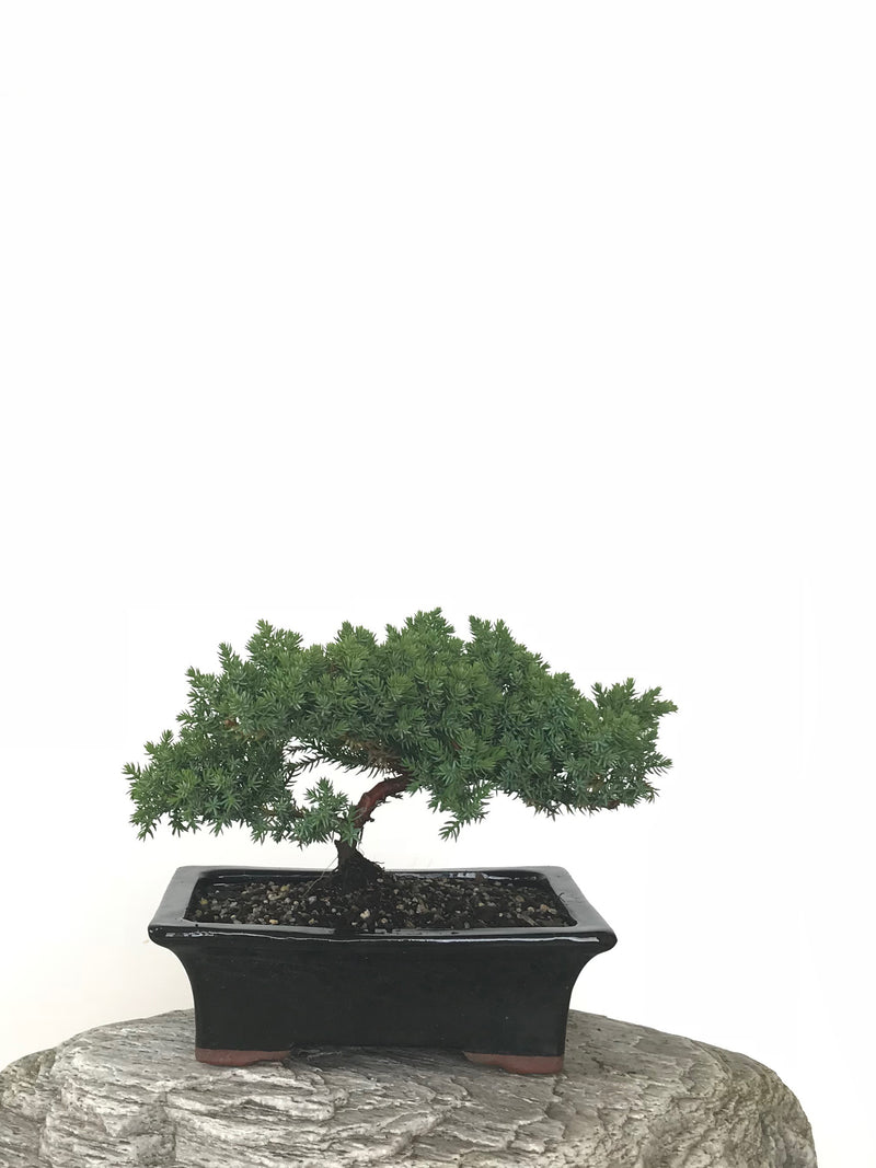 JAPANESE JUNIPER (JP1809266) - MiniGardens NZ