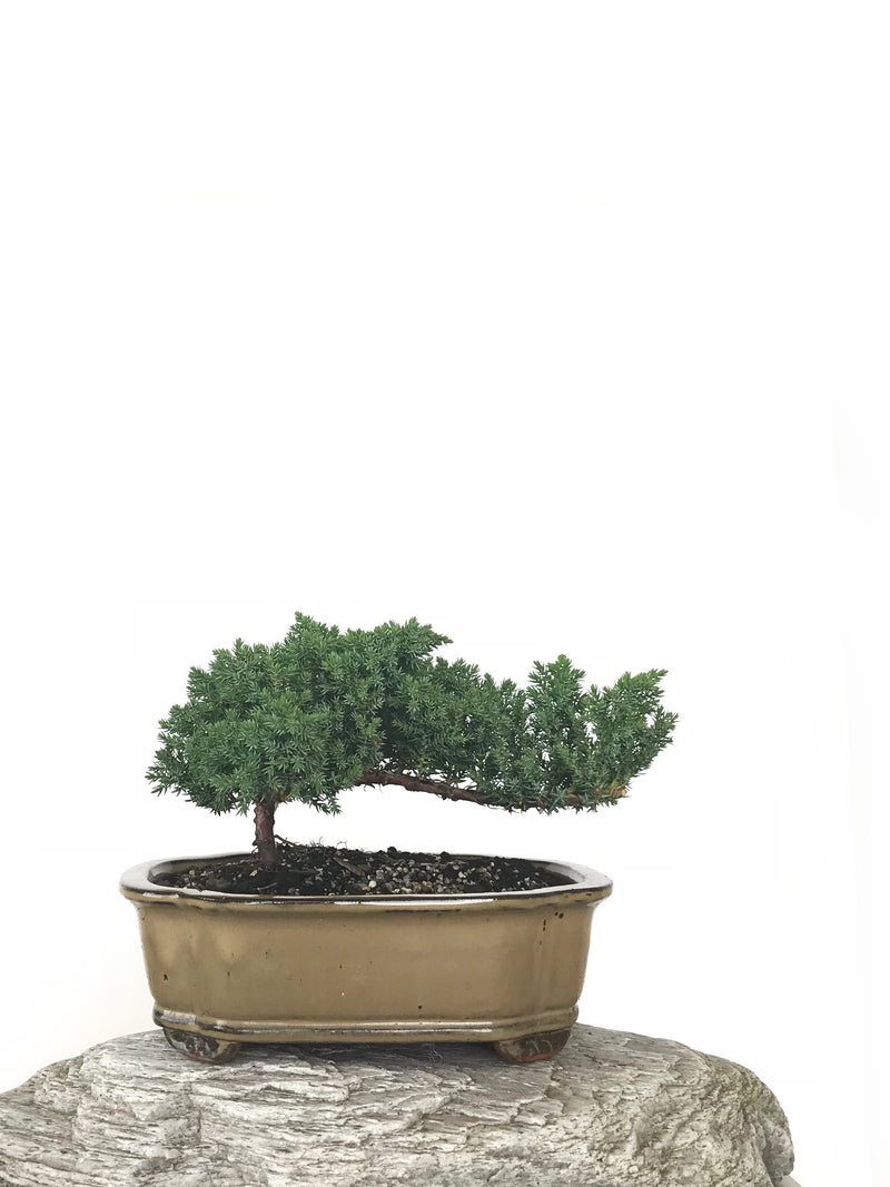 JAPANESE JUNIPER (JP1809267) - MiniGardens NZ