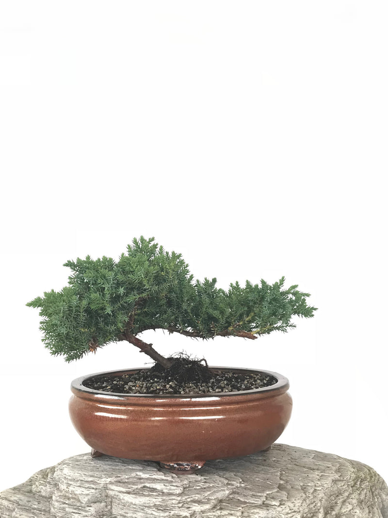 JAPANESE JUNIPER (JP1809268) - MiniGardens NZ