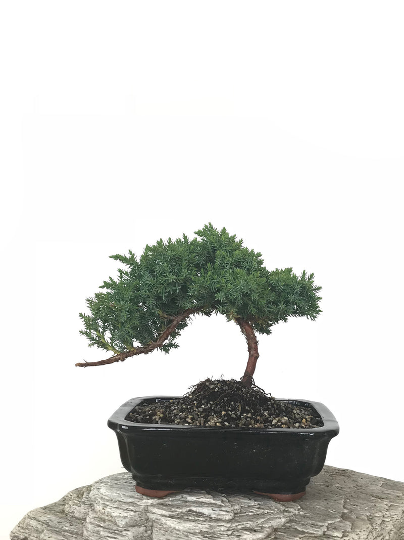 JAPANESE JUNIPER (JP1809270) - MiniGardens NZ
