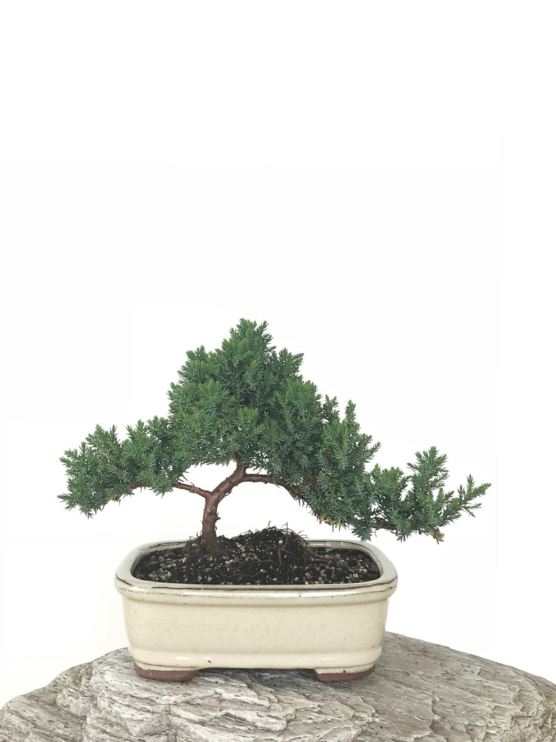 JAPANESE JUNIPER (JP1809273) - MiniGardens NZ