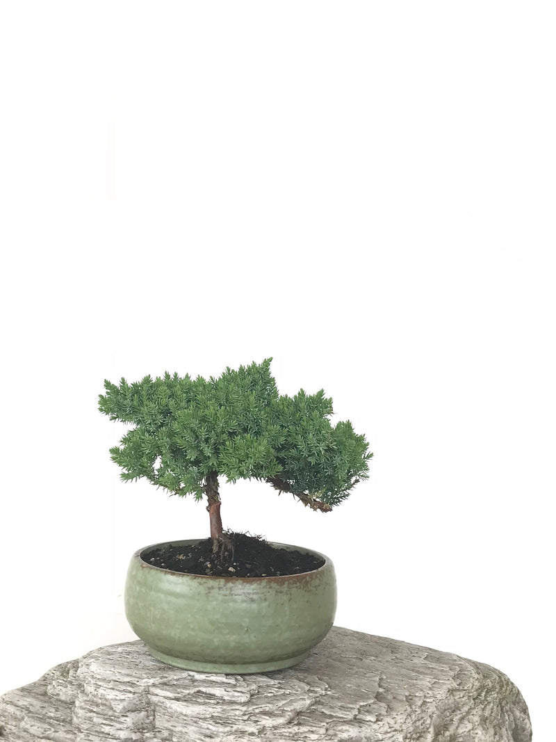 JAPANESE JUNIPER (JP1809274) - MiniGardens NZ