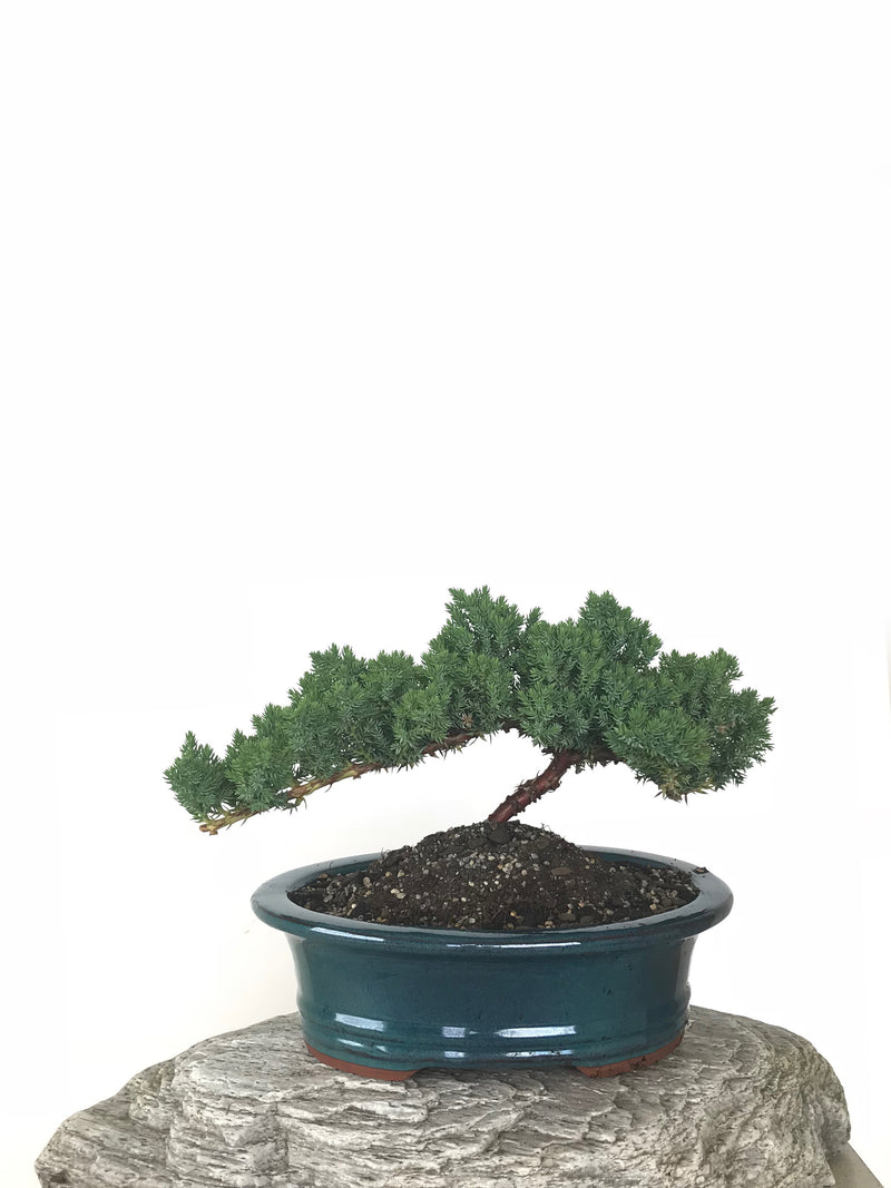 JAPANESE JUNIPER (JP1809275) - MiniGardens NZ