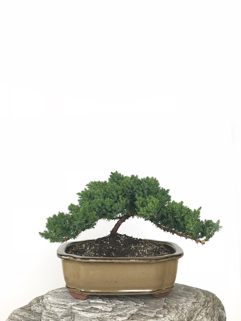 JAPANESE JUNIPER (JP1809276) - MiniGardens NZ