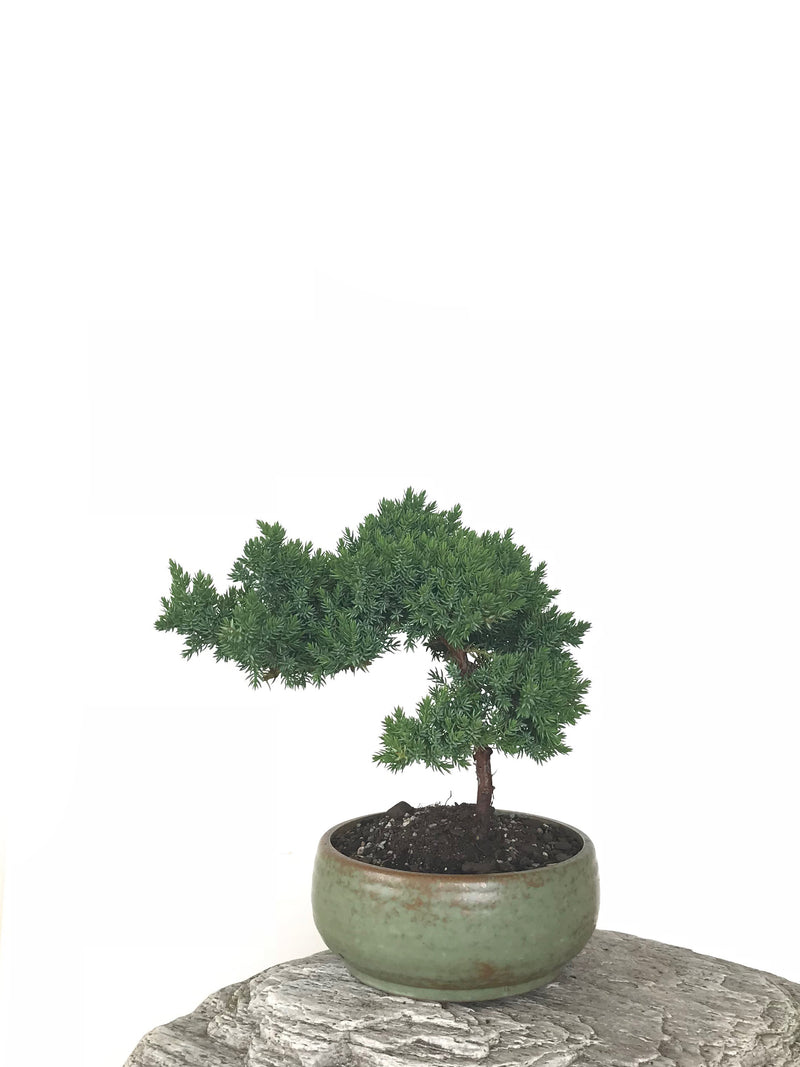 JAPANESE JUNIPER (JP1809278) - MiniGardens NZ