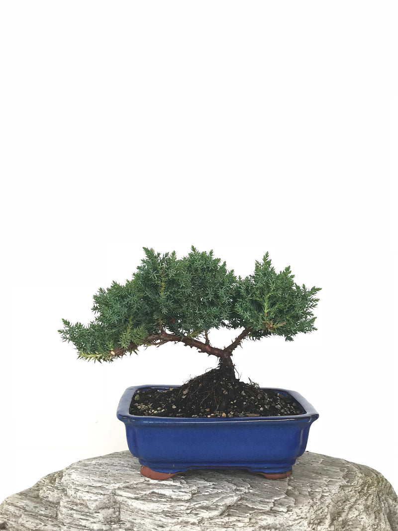 JAPANESE JUNIPER (JP1809279) - MiniGardens NZ