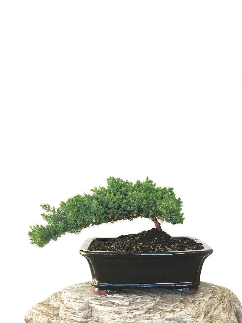 JAPANESE JUNIPER (JP1809282) - MiniGardens NZ