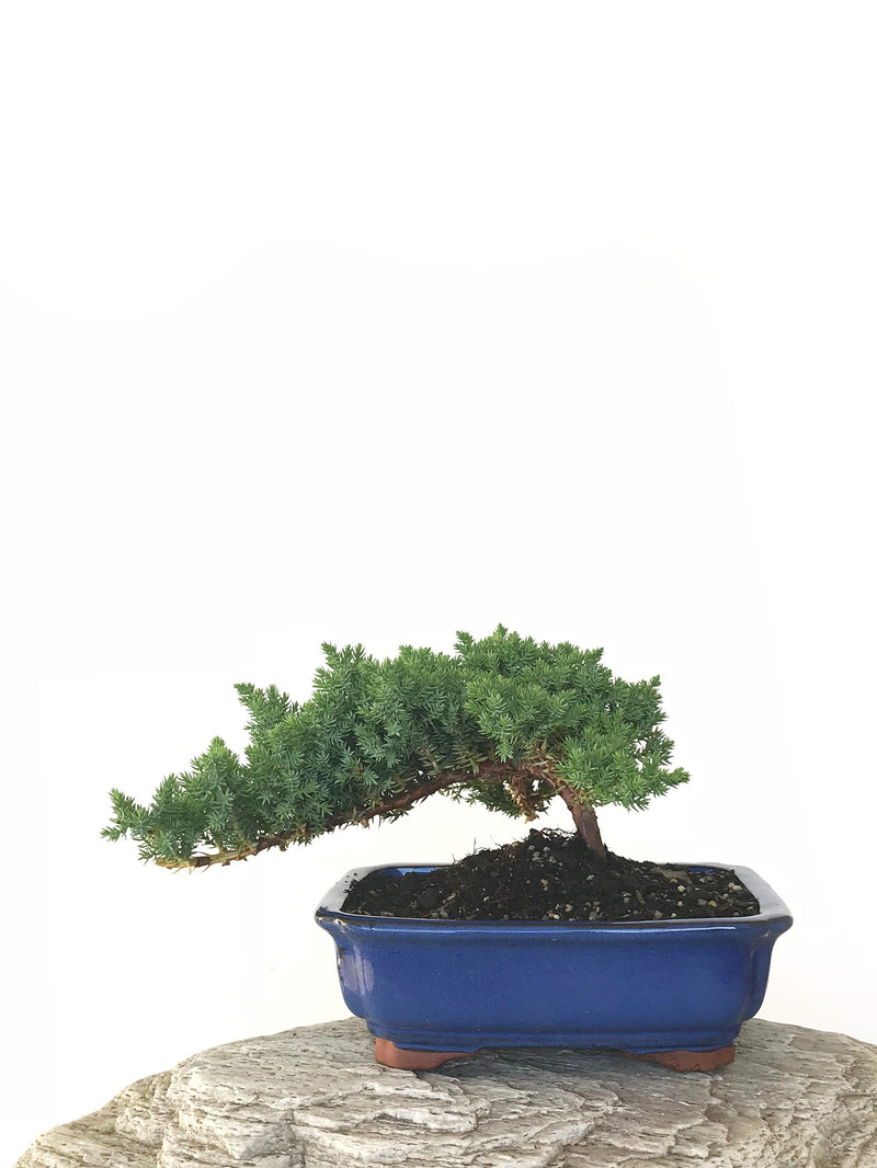 JAPANESE JUNIPER (JP1809283) - MiniGardens NZ