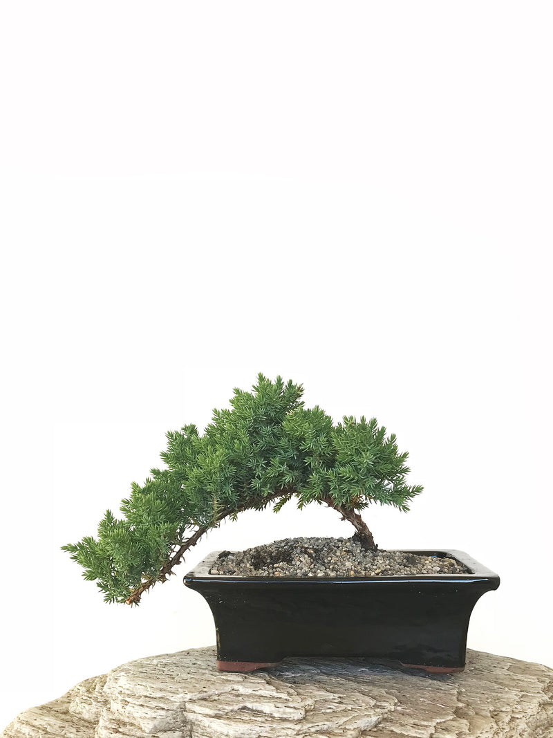 JAPANESE JUNIPER (JP1809284) - MiniGardens NZ
