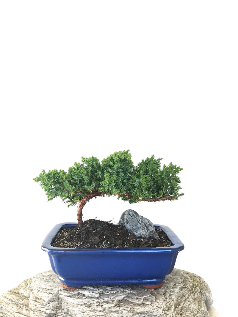 JAPANESE JUNIPER (JP1809286) - MiniGardens NZ