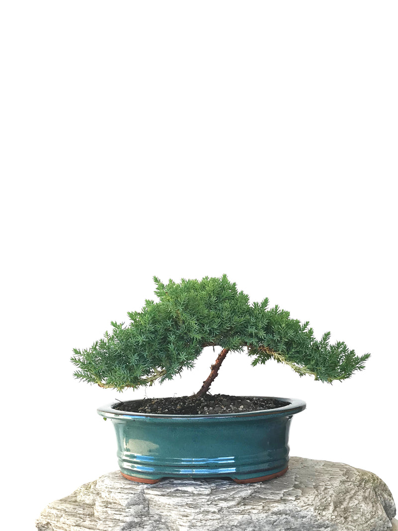 JAPANESE JUNIPER (JP1809287) - MiniGardens NZ