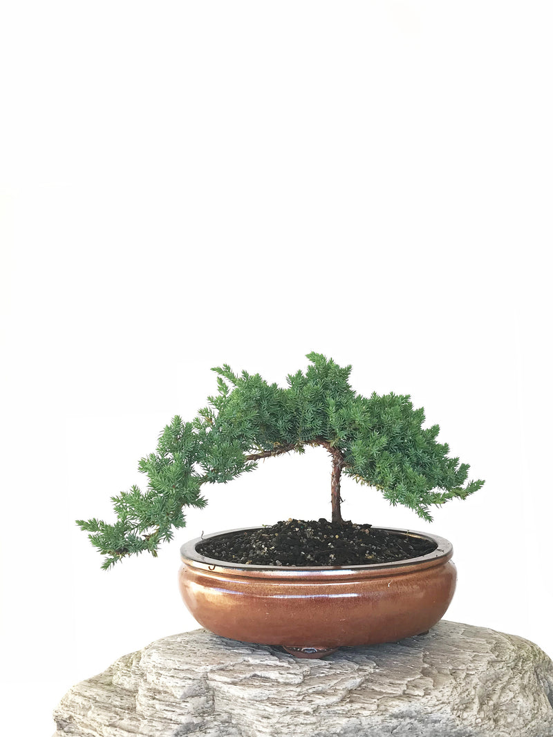 JAPANESE JUNIPER (JP1809289) - MiniGardens NZ
