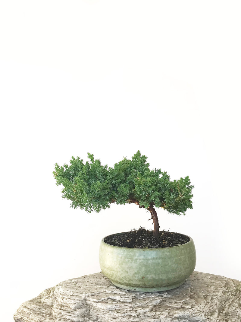 JAPANESE JUNIPER (JP1809290) - MiniGardens NZ