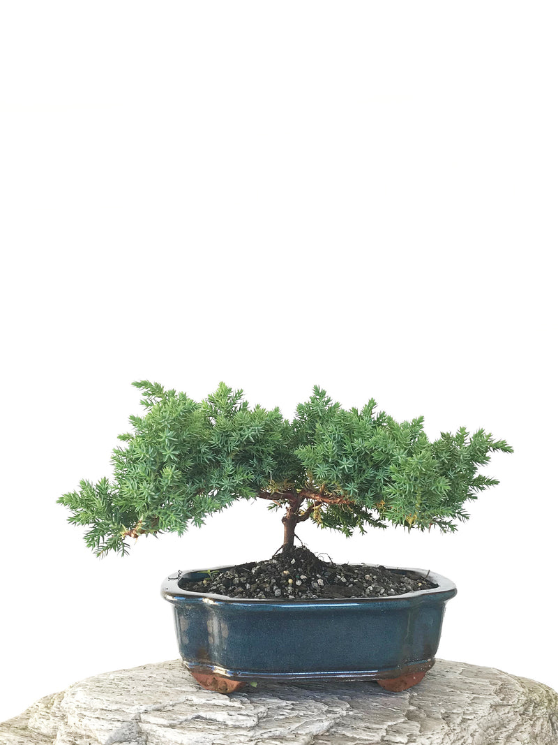 JAPANESE JUNIPER (JP1809291) - MiniGardens NZ