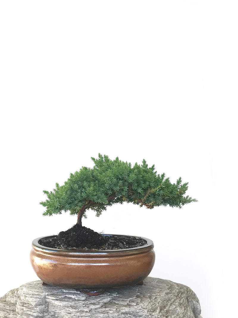 JAPANESE JUNIPER (JP1809292) - MiniGardens NZ