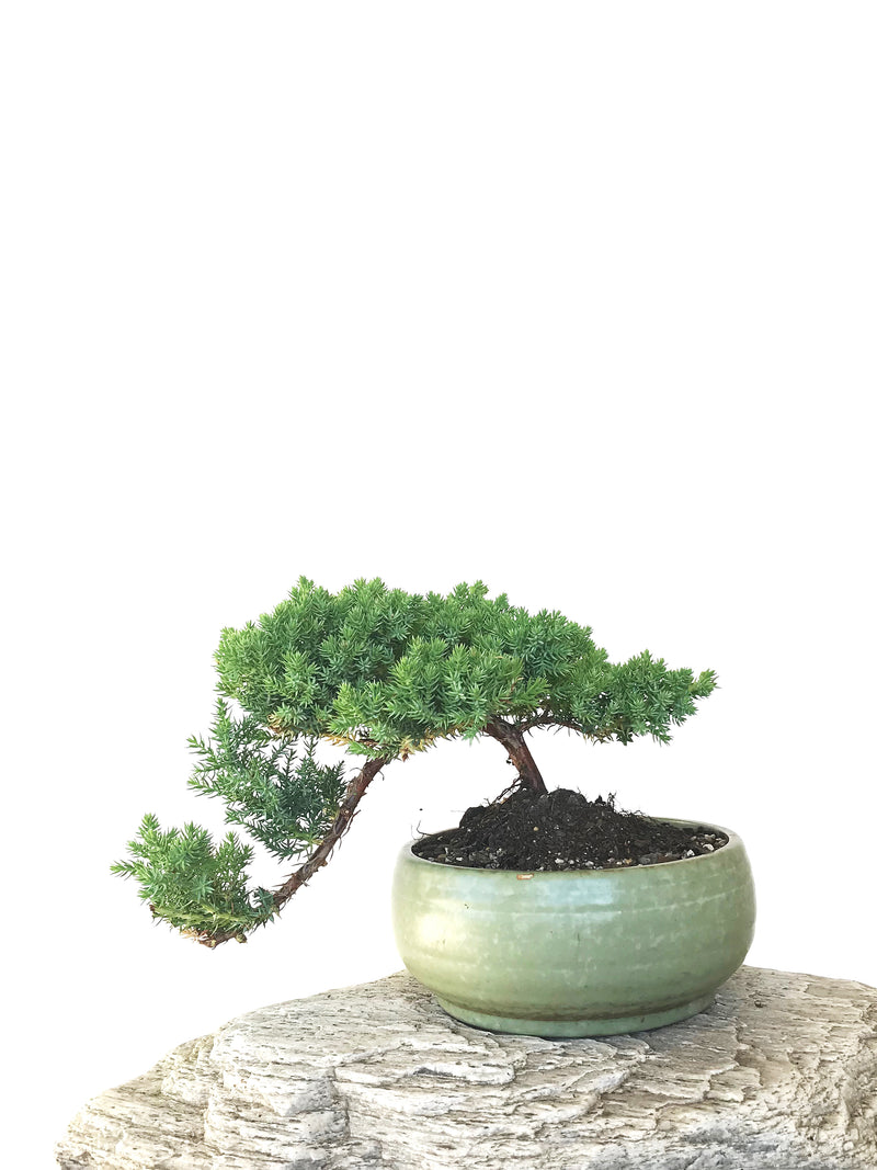 JAPANESE JUNIPER (JP1809293) - MiniGardens NZ
