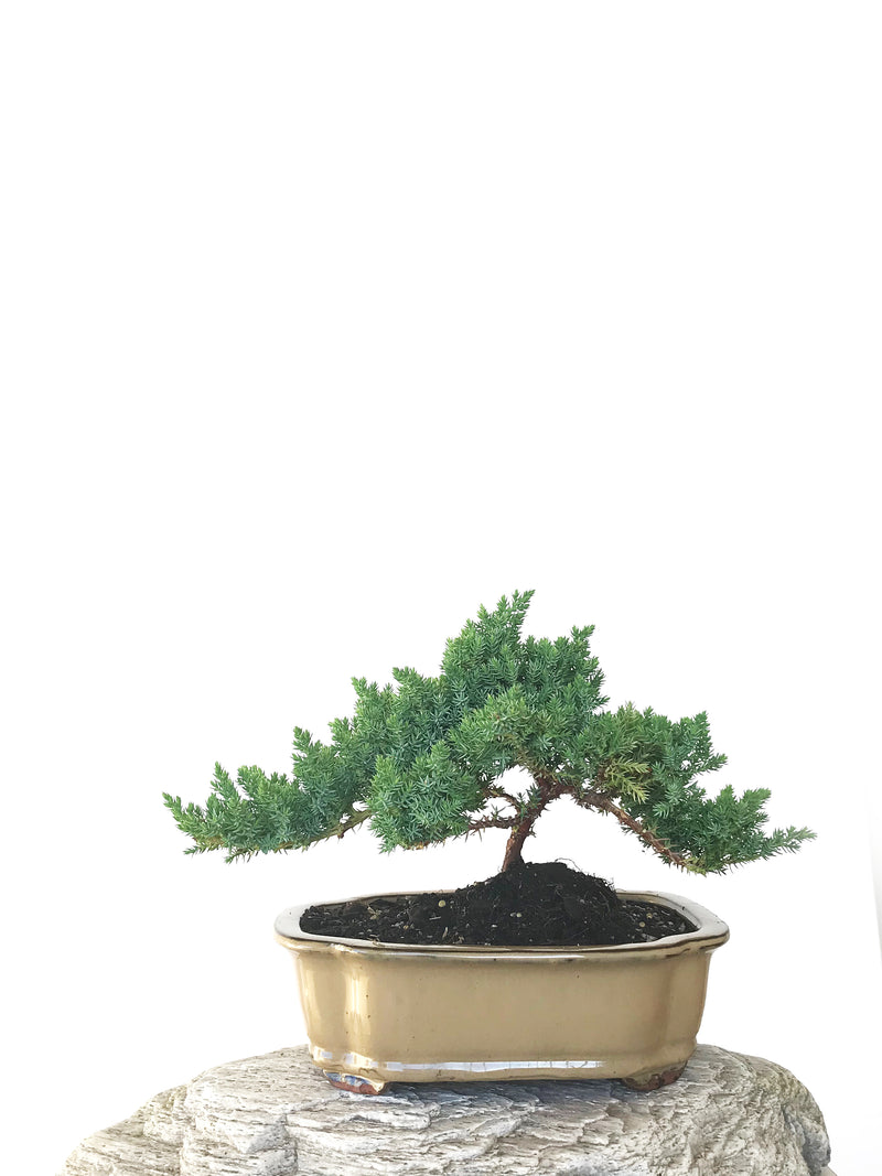 JAPANESE JUNIPER (JP1809294) - MiniGardens NZ