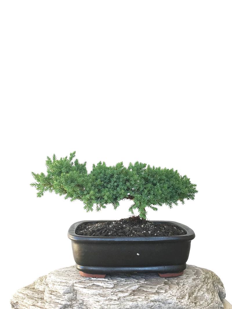 JAPANESE JUNIPER (JP1809296) - MiniGardens NZ