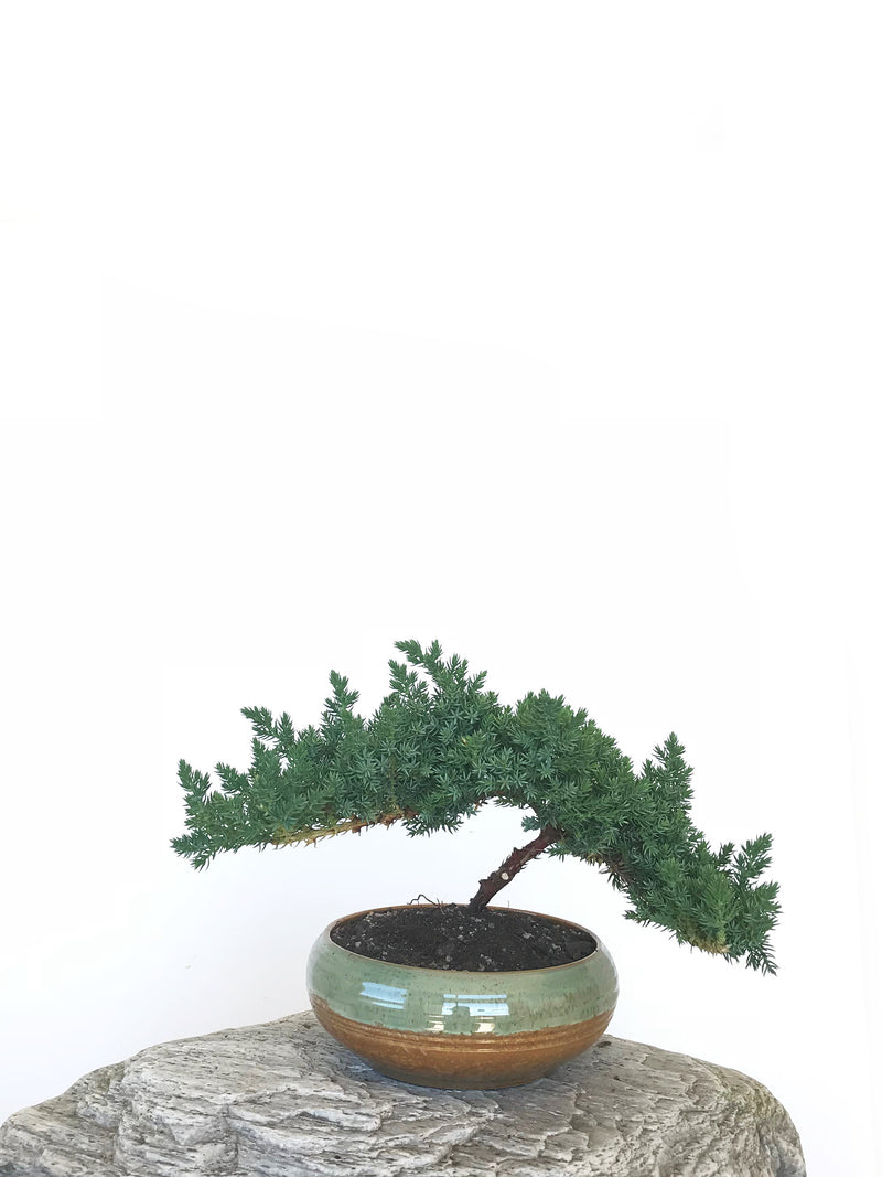 JAPANESE JUNIPER (JP1809297) - MiniGardens NZ