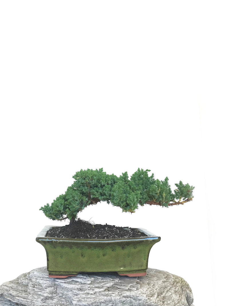 JAPANESE JUNIPER (JP1809298) - MiniGardens NZ