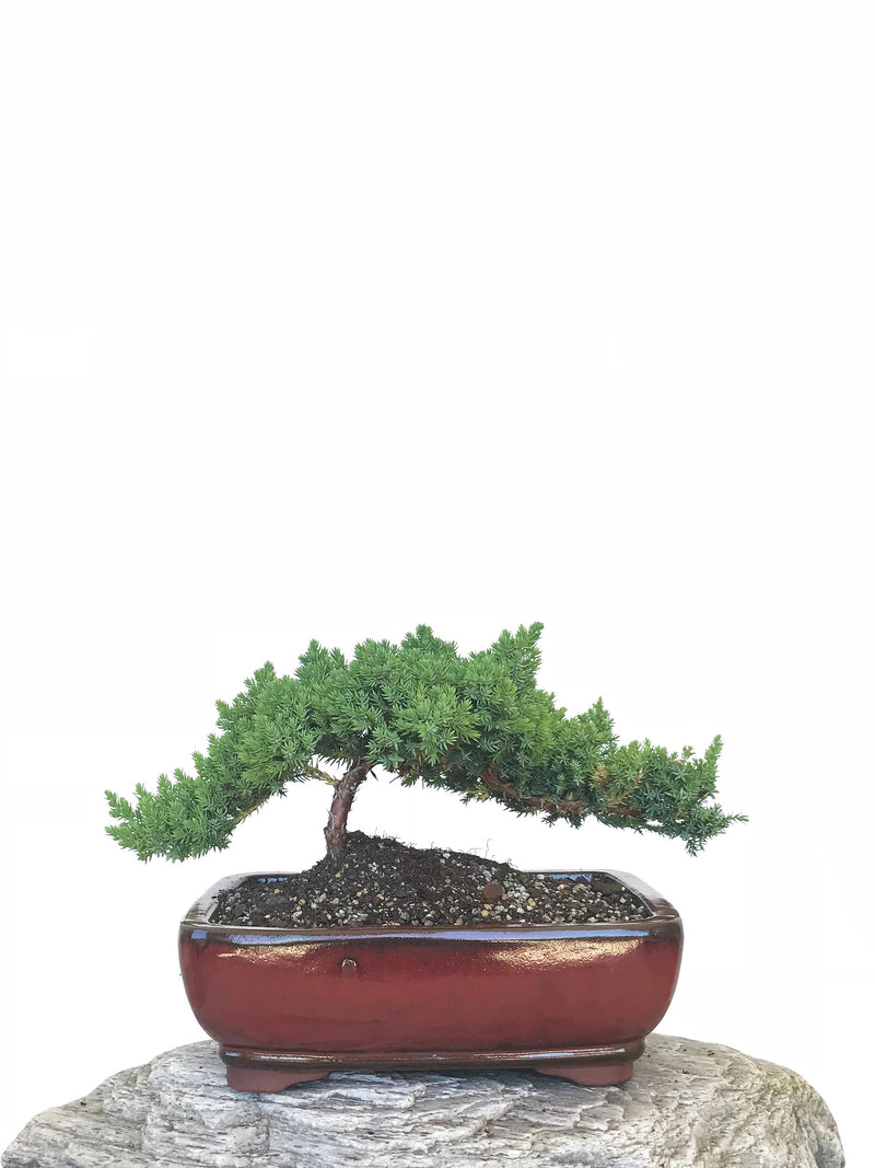 JAPANESE JUNIPER (JP1809300) - MiniGardens NZ