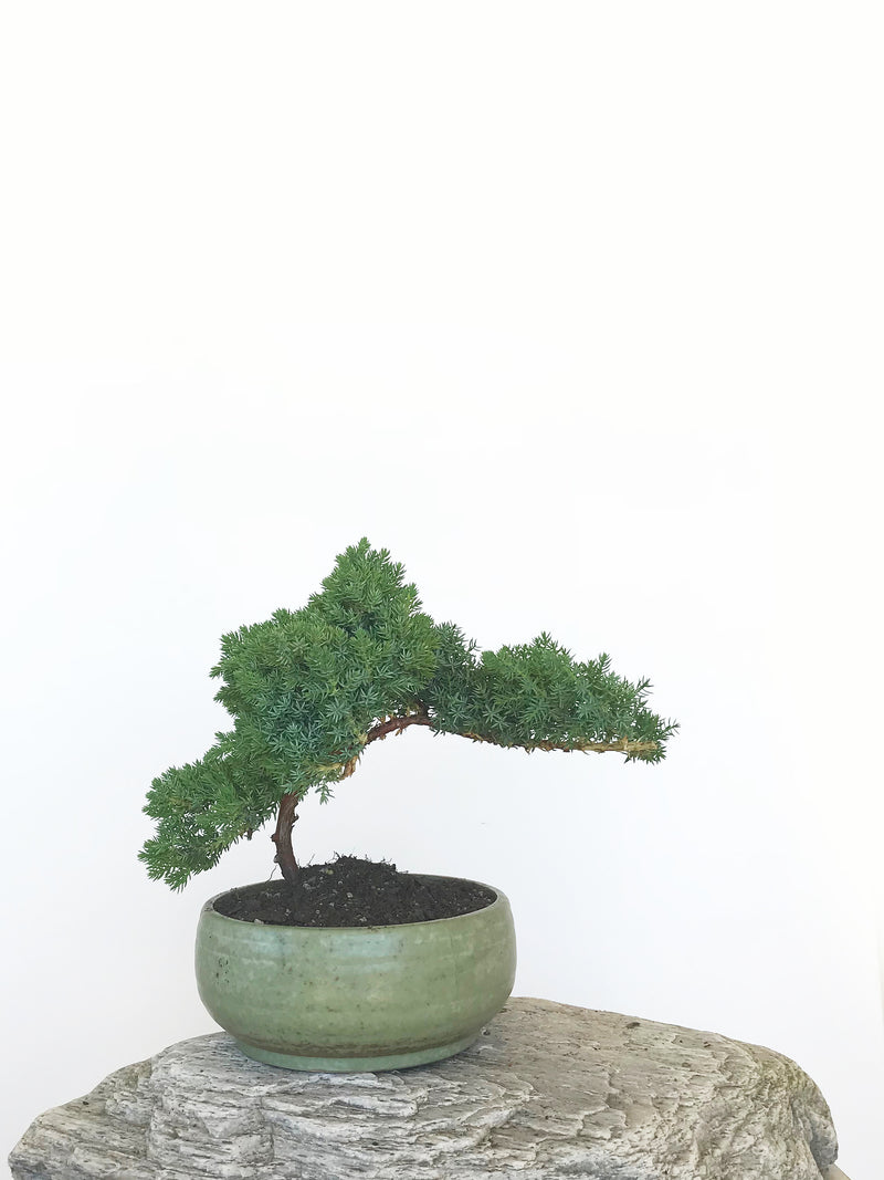 JAPANESE JUNIPER (JP1809303) - MiniGardens NZ